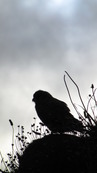 SX08847 Silhouette of Kestrel (Falco tinnunculus) on Trevelgue Head - Porth.jpg
